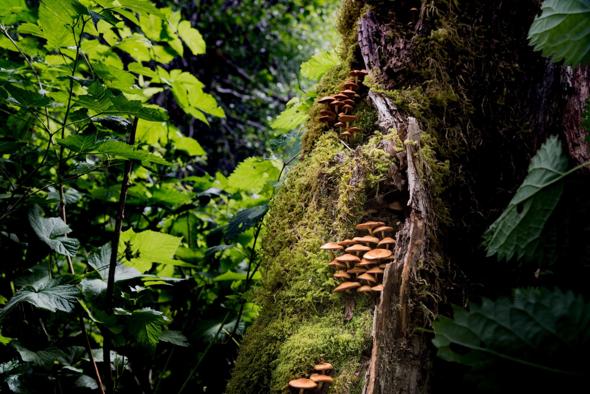 Colonia di funghi selvatici che cresce in una foresta pluviale del Pacifico nordoccidentale. RLTheis