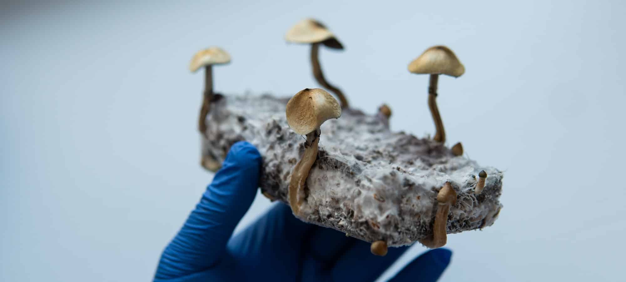 ricerca medica sui funghi psilocibinici per il trattamento della salute mentale