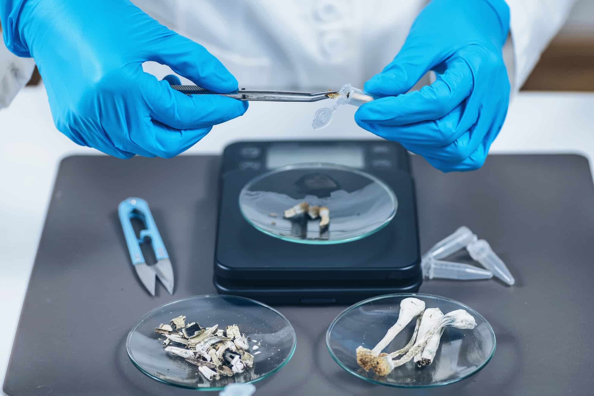 Preparazione di microdosi di funghi psilocibina nel laboratorio di scienze per l'esperimento